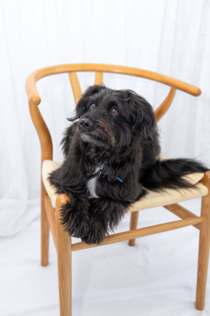 Moxie our therapy dog